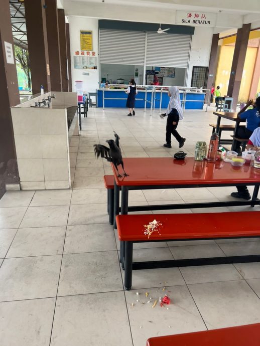 (古城第三版主文)校方在食堂安装围网,解决困扰多年的乌鸦干扰学生用餐问题