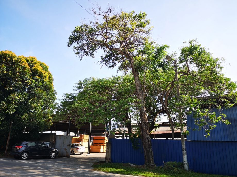 (古城第二版主文)武吉南眉工业区及邻近花园住宅区路旁大树威胁公众安全