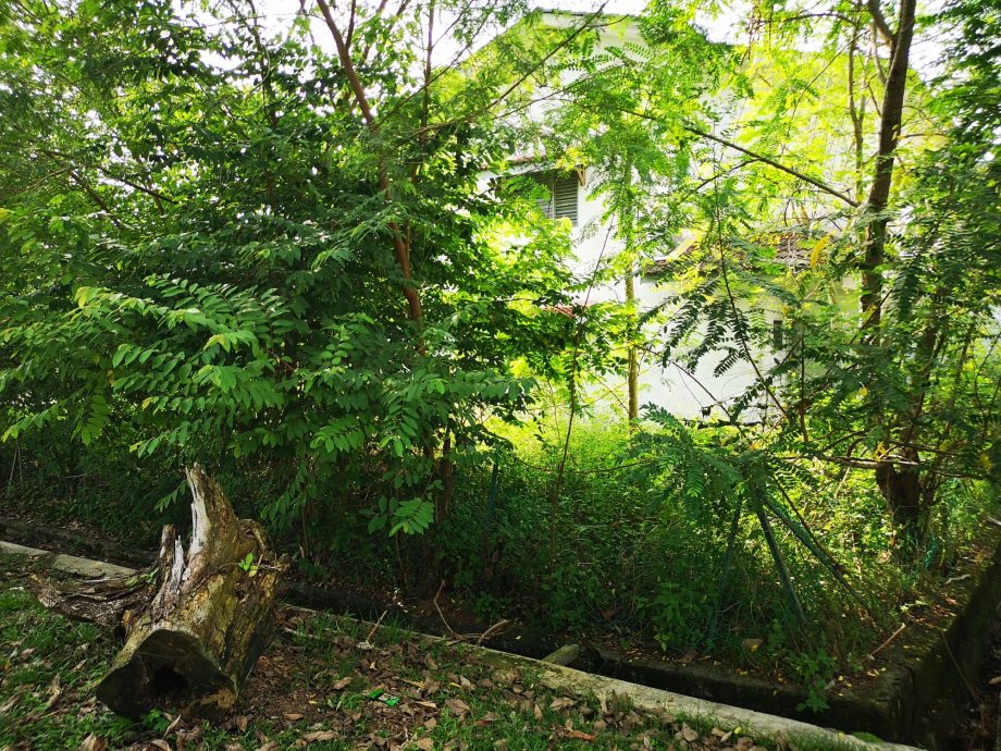 (古城第二版主文)武吉南眉工业区及邻近花园住宅区路旁大树威胁公众安全