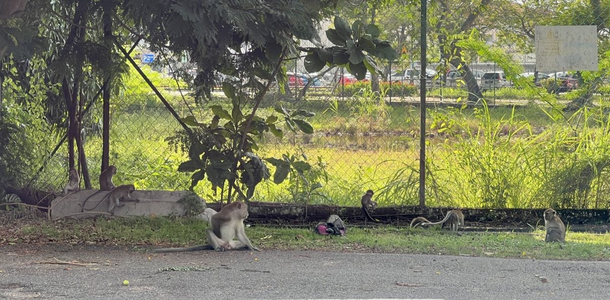 (古城第四版主文)猴子猴孙出没 住宅花园变身猴乐园