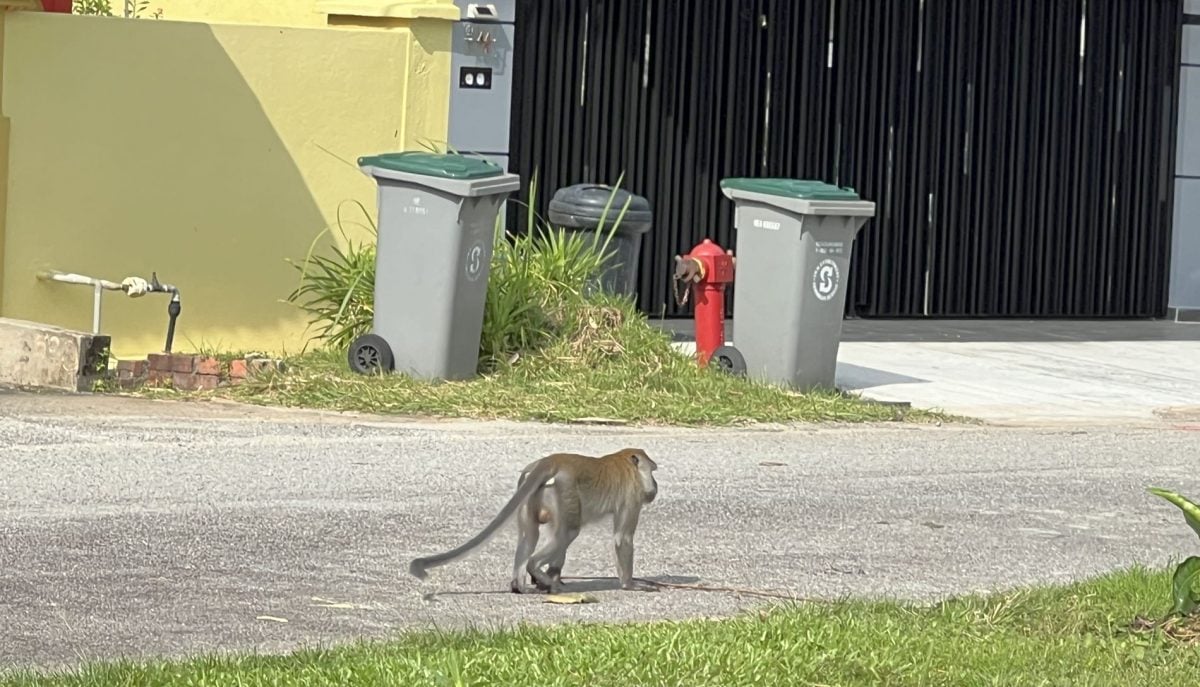 (古城第四版主文)猴子猴孙出没 住宅花园变身猴乐园