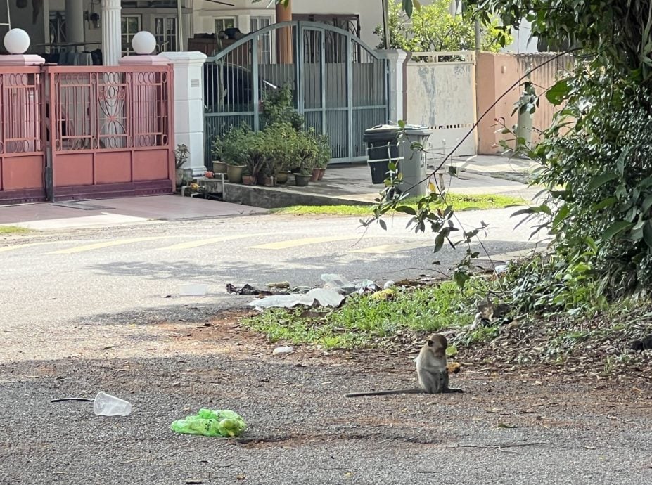 (古城第四版主文)猴子猴孙出没 住宅花园变身猴乐园