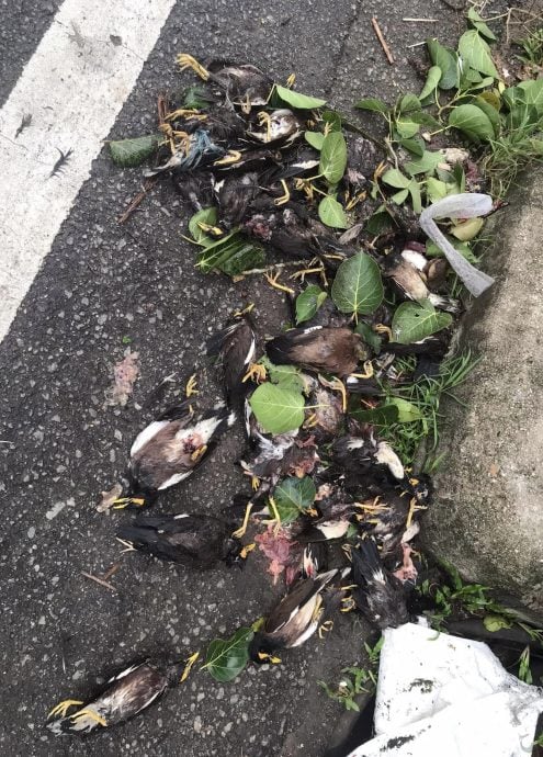 (大北马)吉北今日凌晨下起暴风雨,造成多个地区大树倒塌,其中古邦巴素县内甘榜区的7间屋子受灾,所幸没有任何伤亡。