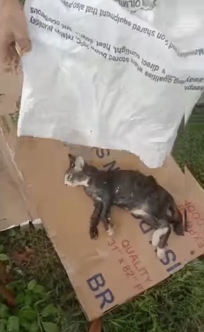 (大北马)男子把猫装入麻袋丢进河