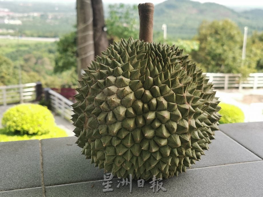 (大北马)舒宁顶这一季榴梿会持续至7月杪
