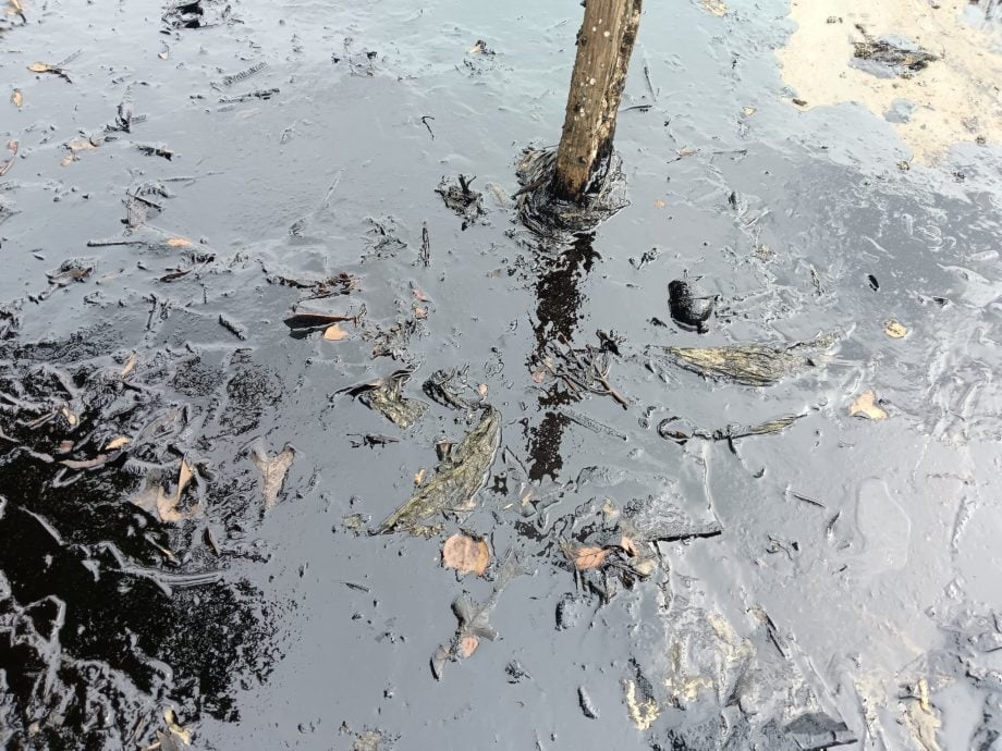 （已签发）全国：新加坡油污问题发酵，边佳兰四湾出现油污影响渔业