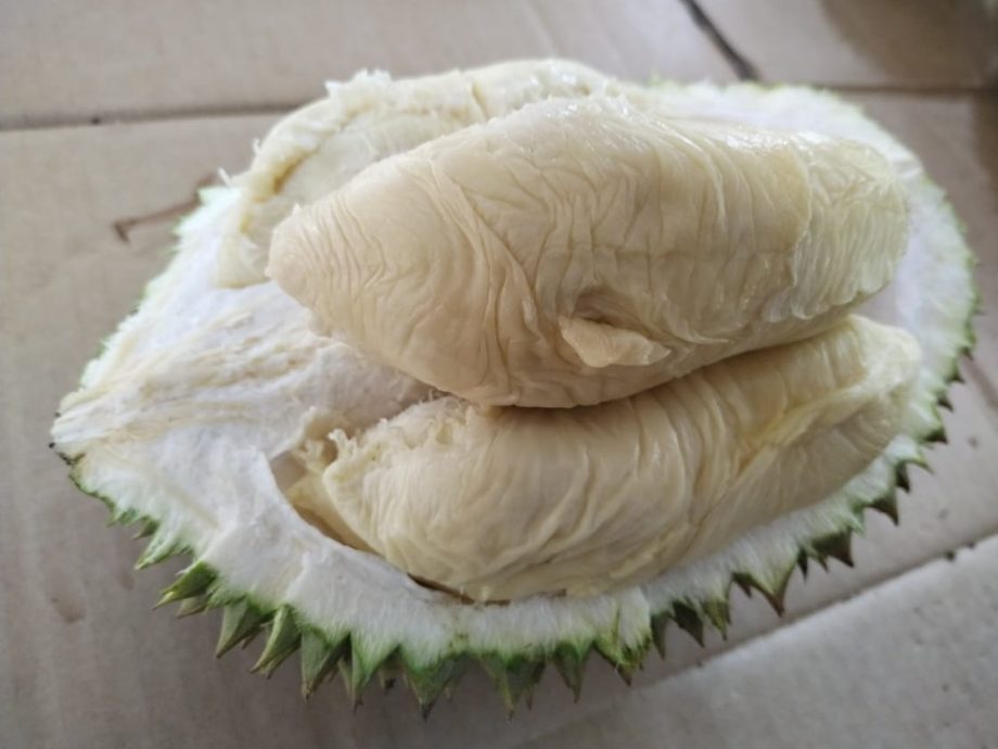 (已签发)柔:**封面**彼咯榴梿上市 天气影响产量大减75% 品质仍绝佳