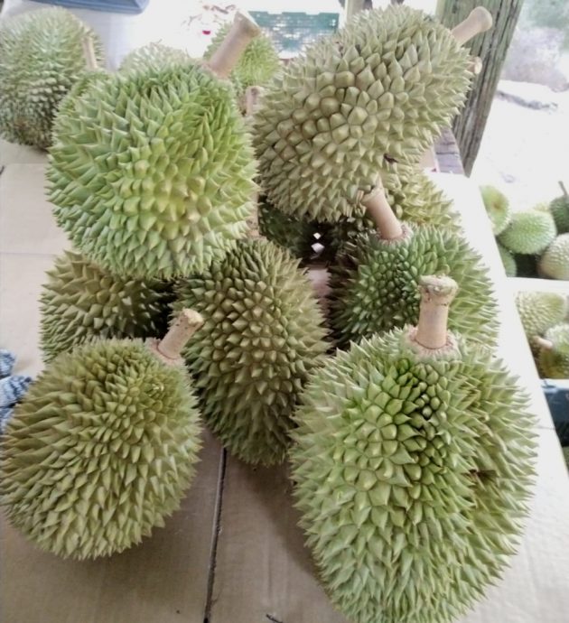 (已签发)柔:**封面**彼咯榴梿上市 天气影响产量大减75% 品质仍绝佳