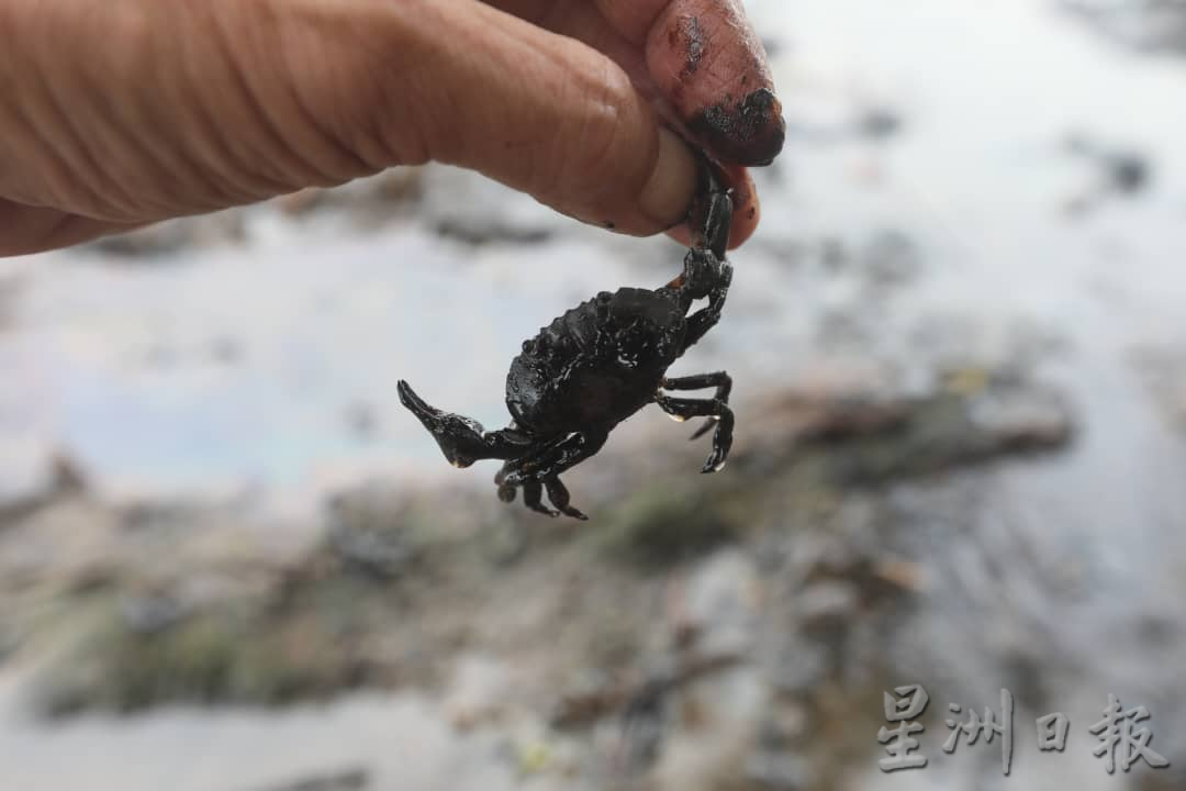 (已签发)柔:**版三**受油污事件影响 四湾岛渔民停工一周