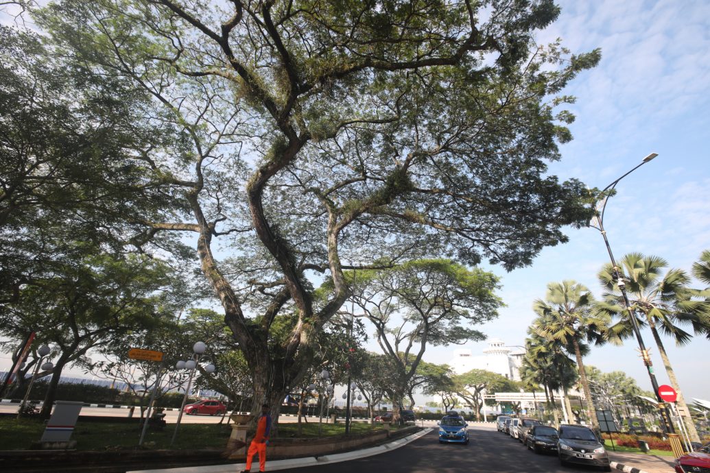 （已签发）柔：特稿：安全意识提升投诉多 树艺师肩负重任与使命