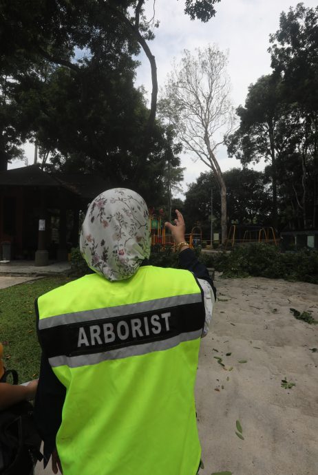 （已签发）柔：特稿：安全意识提升投诉多 树艺师肩负重任与使命