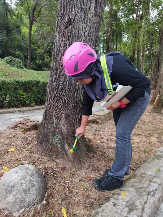（已签发）柔：特稿：安全意识提升投诉多 树艺师肩负重任与使命