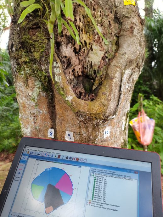 （已签发）柔：特稿：安全意识提升投诉多 树艺师肩负重任与使命