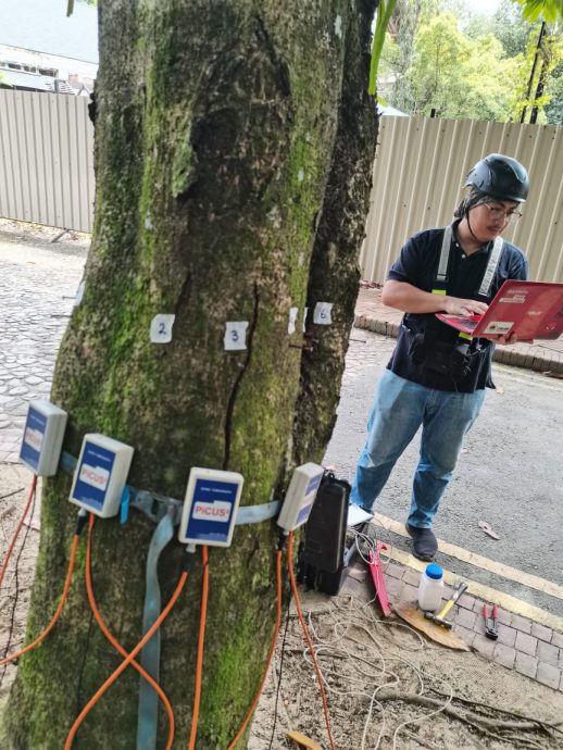 （已签发）柔：特稿：安全意识提升投诉多 树艺师肩负重任与使命