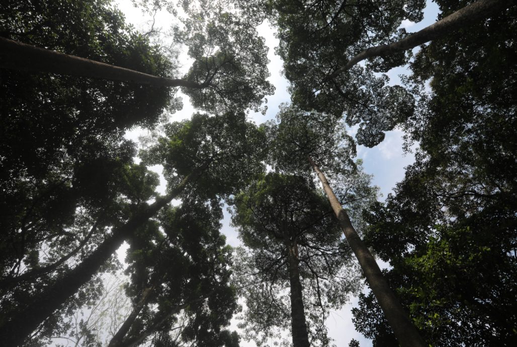 （已签发）柔：特稿：安全意识提升投诉多 树艺师肩负重任与使命