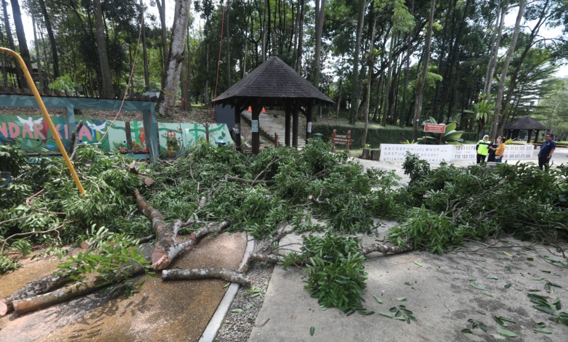 （已签发）柔：特稿：安全意识提升投诉多 树艺师肩负重任与使命