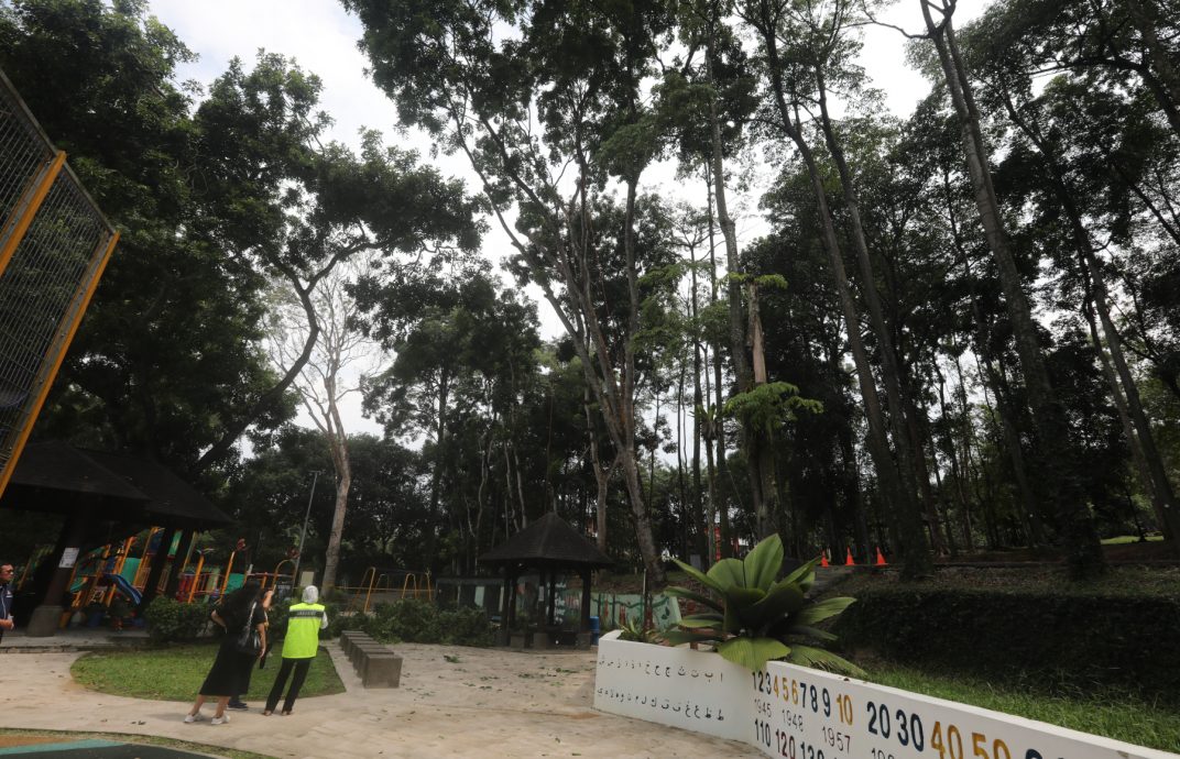 （已签发）柔：特稿：安全意识提升投诉多 树艺师肩负重任与使命