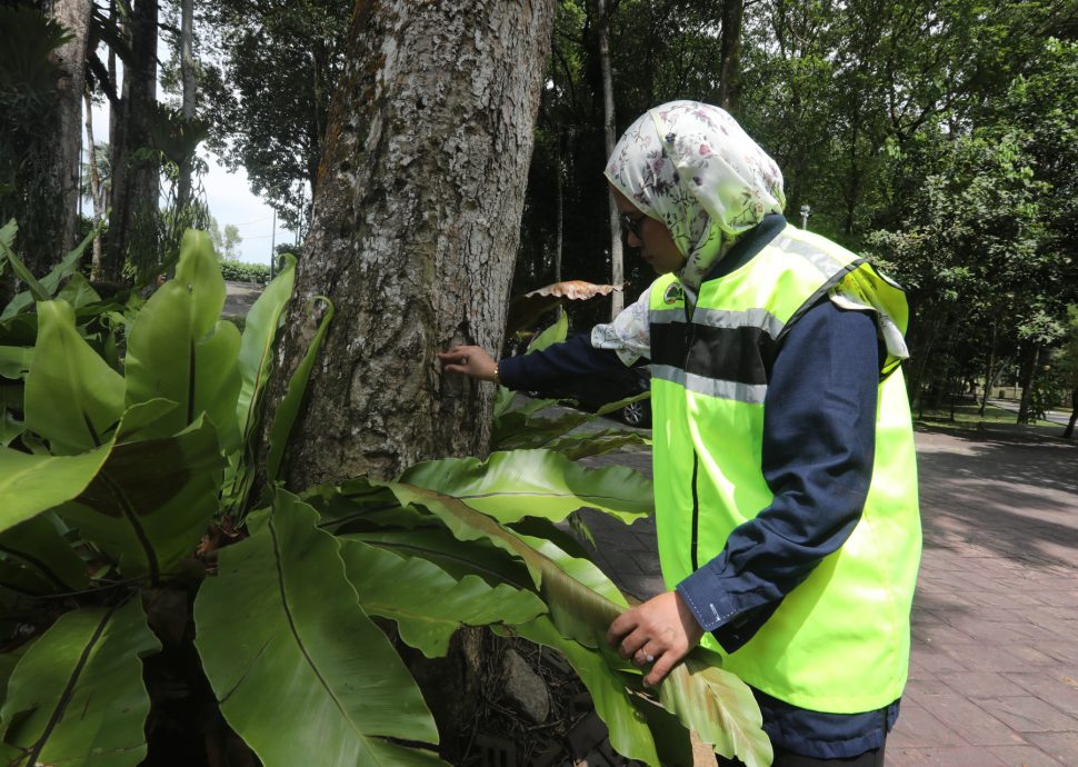 （已签发）柔：特稿：安全意识提升投诉多 树艺师肩负重任与使命