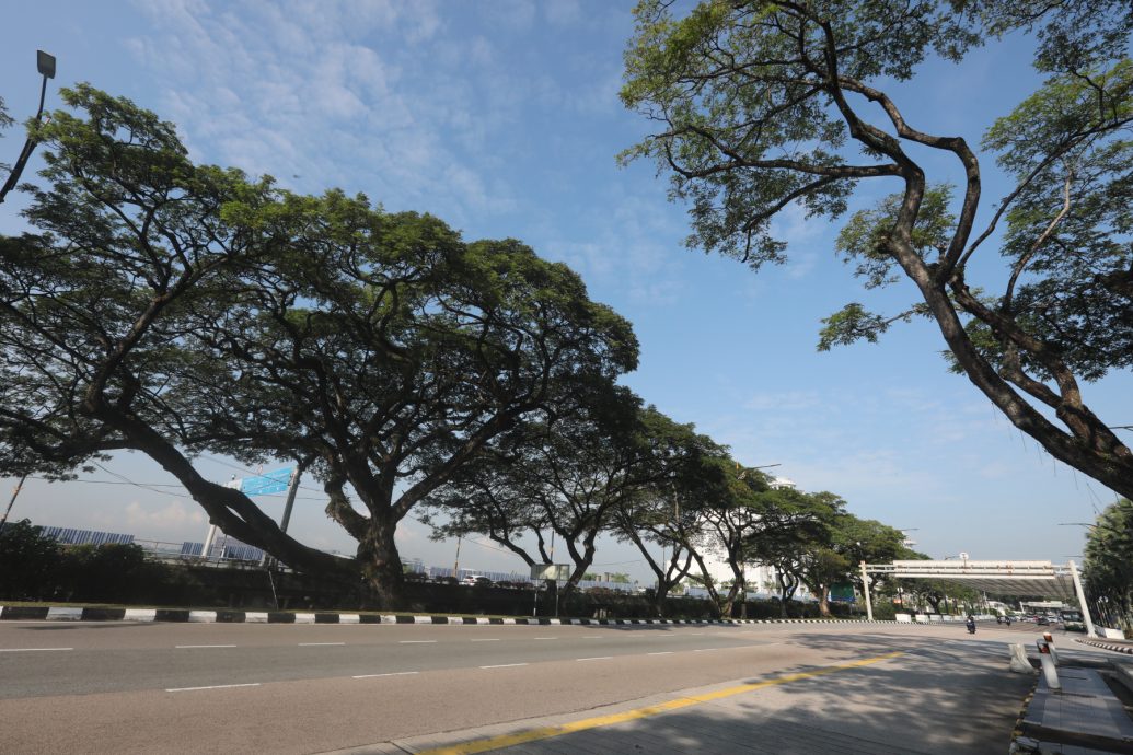 （已签发）柔：特稿：安全意识提升投诉多 树艺师肩负重任与使命