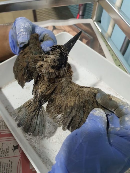  （已签发）柔：狮城二三事：ACRES：沾油小鸟情况恶化死去 预计更多生物将受影响