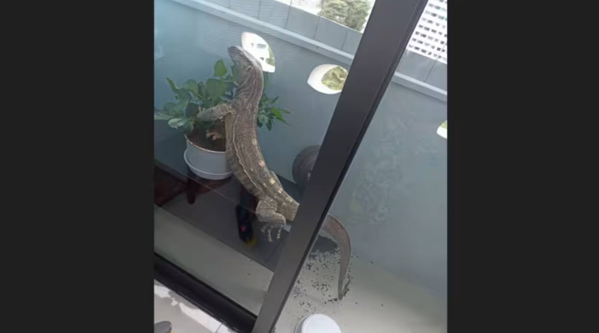 （已签发）柔：狮城二三事：巨蜥闯入11楼高组屋  在客厅悠闲游荡