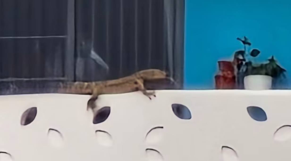 （已签发）柔：狮城二三事：巨蜥闯入11楼高组屋  在客厅悠闲游荡