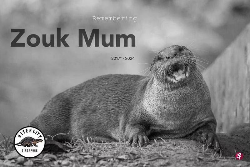 （已签发）柔：狮城二三事：狮城最大水獭家族  Zouk妈妈去世