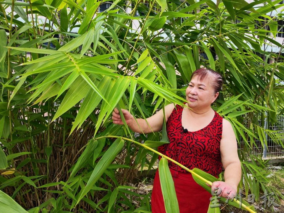 (有劳编辑签发)柔:视频:版四头条:特稿: 用自家种的粽叶裹粽,环保健康,爱心满满