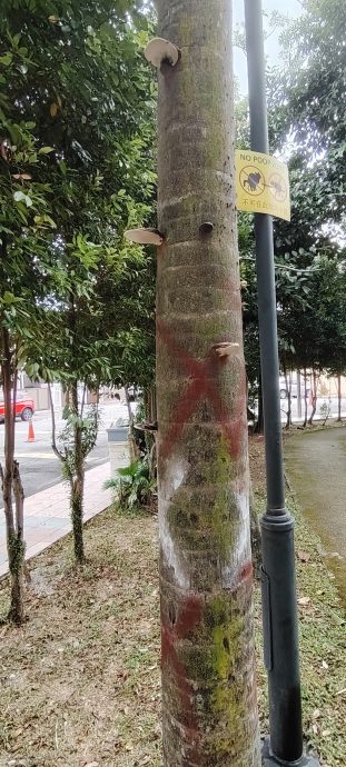 (版2双头之一)大都会/甲洞富城园住区公园砍树灭红蚁计划展延1天进行