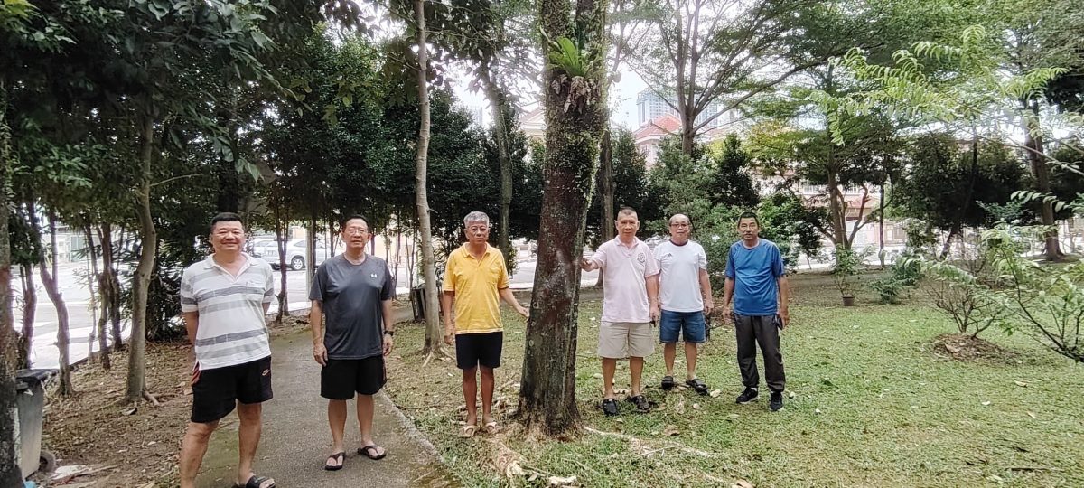 (版2双头之一)大都会/甲洞富城园住区公园砍树灭红蚁计划展延1天进行