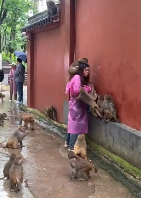 (视频)女子被猴群围攻“打劫” 网友:食物千万别露眼