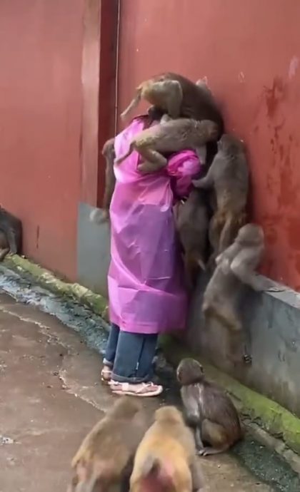 (视频)女子被猴群围攻“打劫” 网友:食物千万别露眼