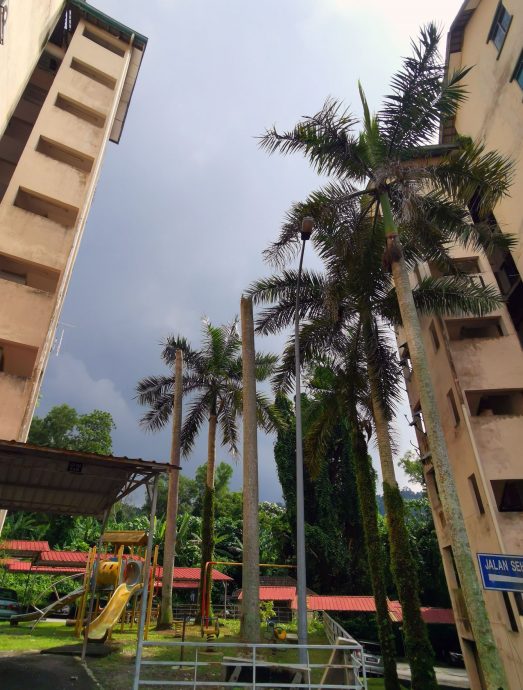 NS芙蓉/获房政部近150万拨款 佳丽岭公寓更换4电梯