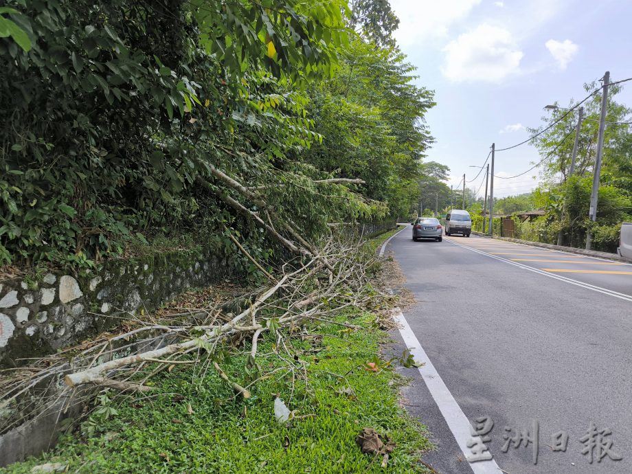 NS芙蓉/私人地倒树不善后 洐生意外 事主可追赔