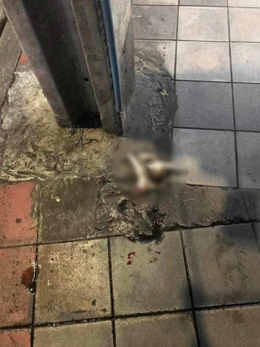 2游客用行李箱压死小猫 泰国网民暴怒发文找人!