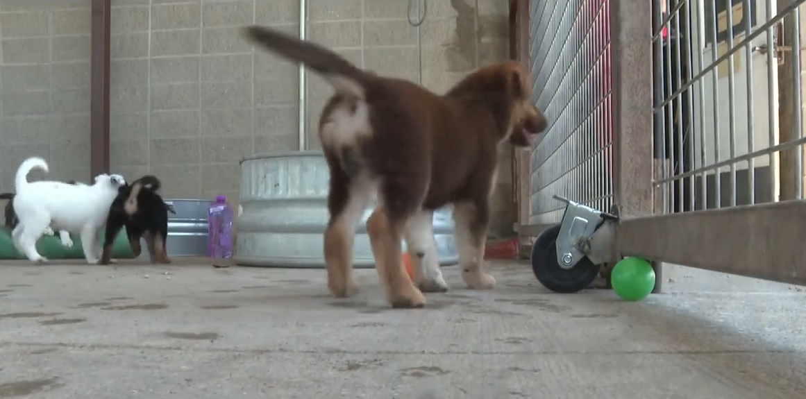 38度高温下8小狗被锁弃车  幸获警察救出 