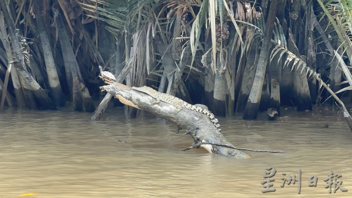 半岛心旅行-宁宜生态游船河 迷你亚马逊河的冒险之旅!