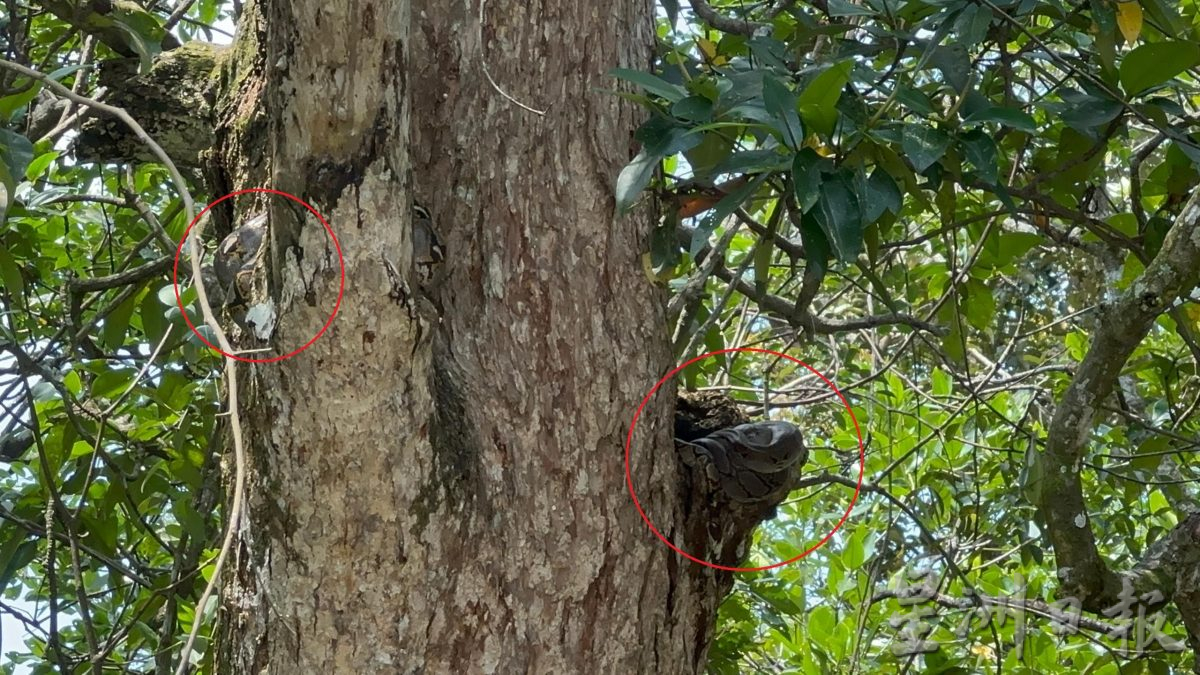 半岛心旅行-宁宜生态游船河 迷你亚马逊河的冒险之旅!