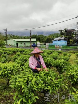 【台湾】台湾农场新体验：食农旅行，好玩又好吃