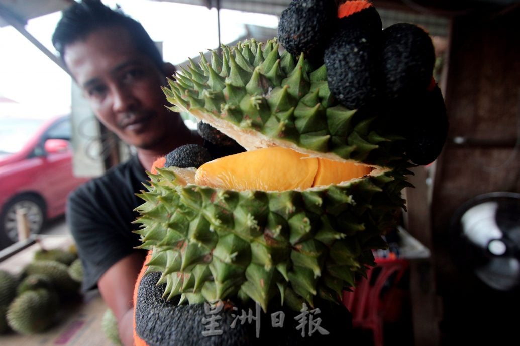 东:地方特产米昔拉青皮榴梿面市,老饕争相品尝。