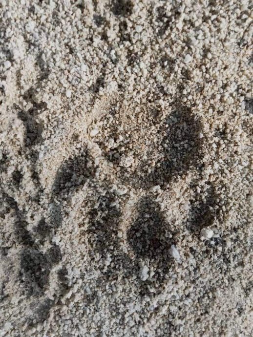 东:地里望芭场黑豹出没