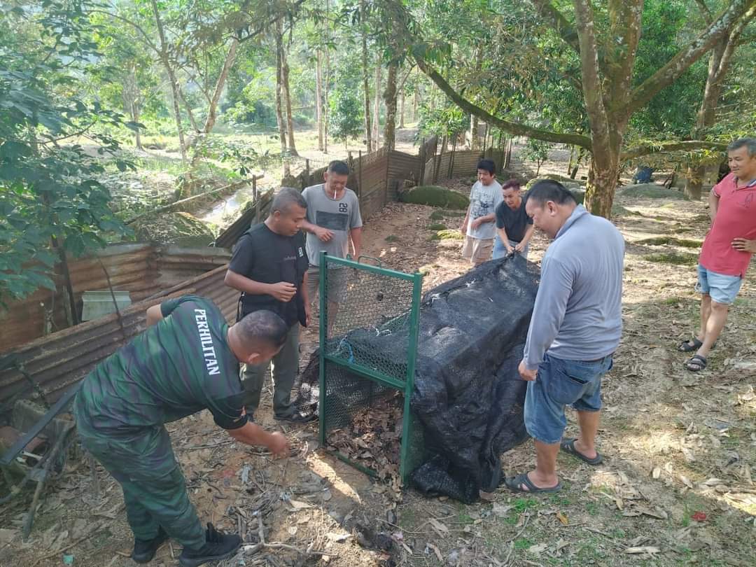 东:地里望芭场黑豹出没