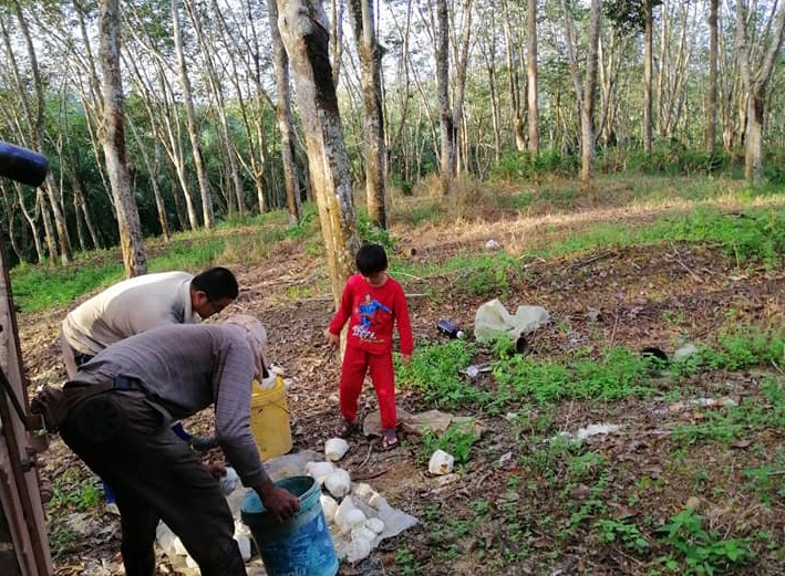 东:整顿废弃胶园