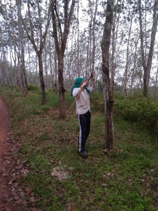 东:整顿废弃胶园