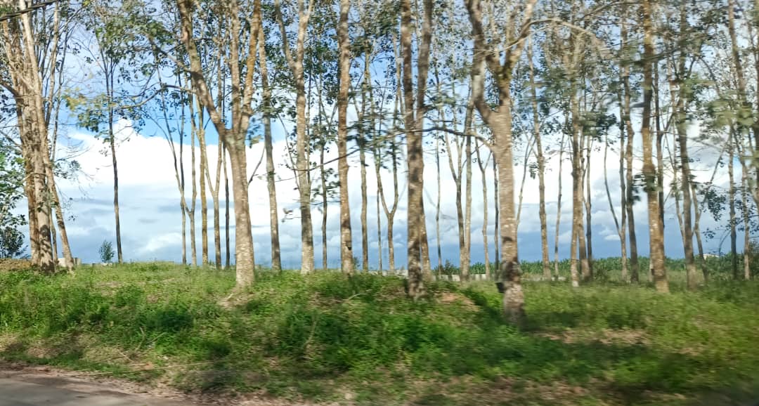 东:整顿废弃胶园