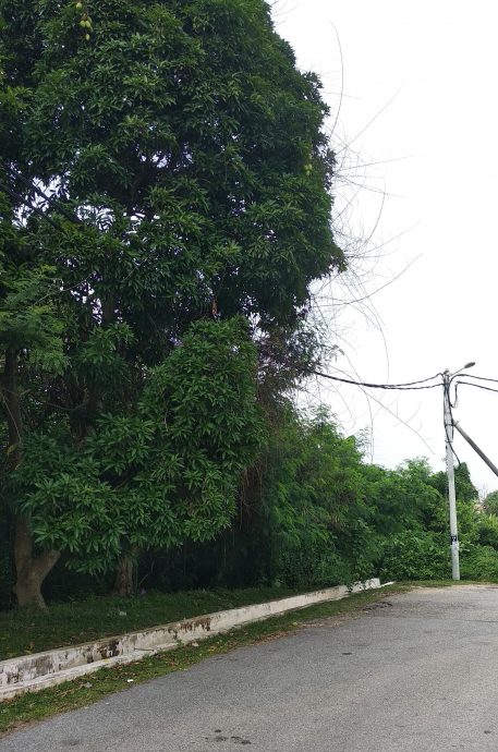 东:文德甲花园住宅区大水沟两旁杂树野草丛生,蛇虫鼠蚁出没,水沟久未疏通发出臭味