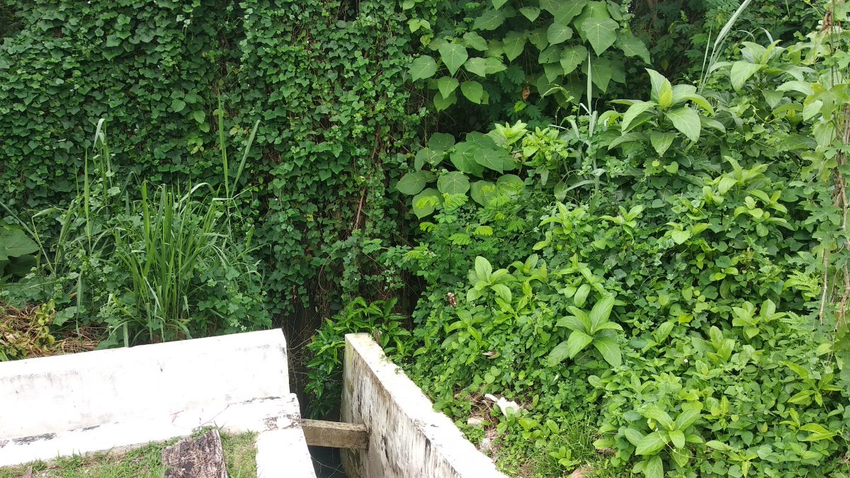 东:文德甲花园住宅区大水沟两旁杂树野草丛生,蛇虫鼠蚁出没,水沟久未疏通发出臭味