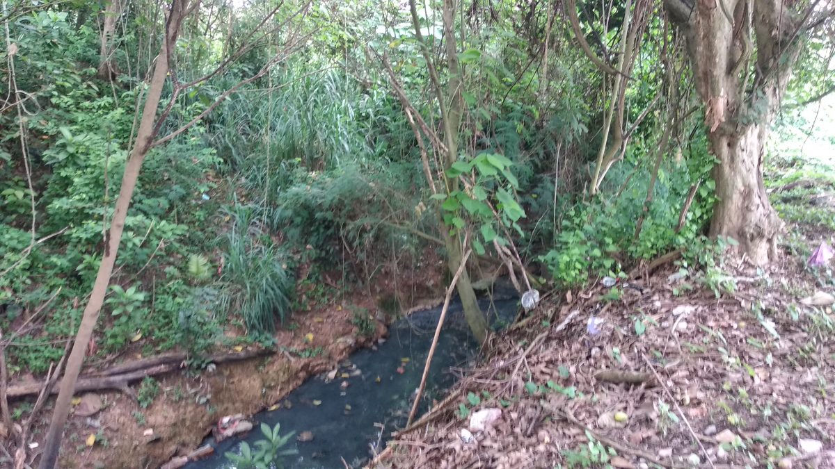 东:文德甲花园住宅区大水沟两旁杂树野草丛生,蛇虫鼠蚁出没,水沟久未疏通发出臭味
