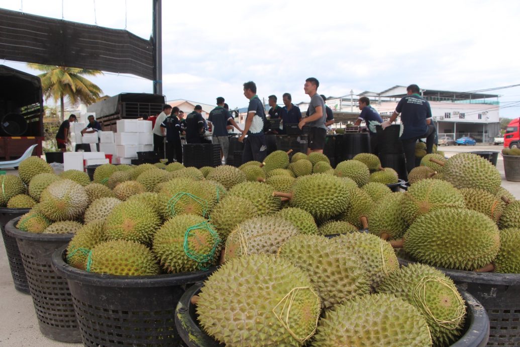 东:种植成本越来越高,榴梿农民收入非外人想像这么美好