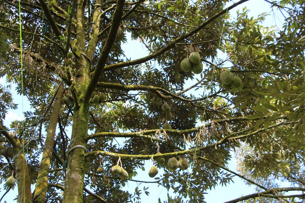 东:种植成本越来越高,榴梿农民收入非外人想像这么美好